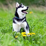 Erlebnisse mit sibirischen Huskys