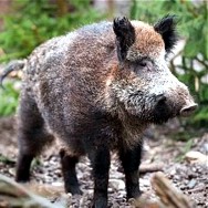 Wildschweinjagd