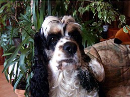 Cherie - Amerikanischer Cocker Spaniel