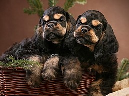 Amerikanischer Cocker Spaniel