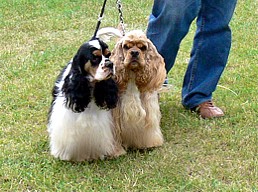 Amerikanischer Cocker Spaniel