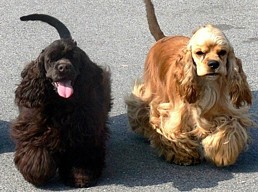 Amerikanischer Cocker Spaniel