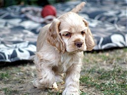 Freddy - Amerikanischer Cocker Spaniel