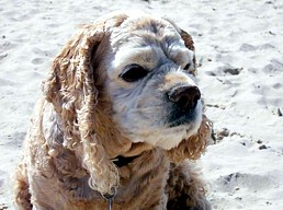 Teddy - Amerikanischer Cocker Spaniel