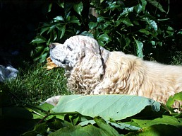 Teddy - Amerikanischer Cocker Spaniel