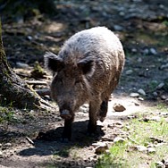 wildschweinjagd