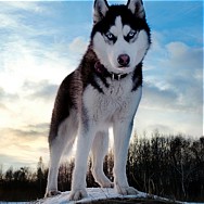 Erlebnisse mit sibirischen Huskys