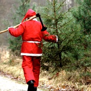 Weihnachtsbaumfällen